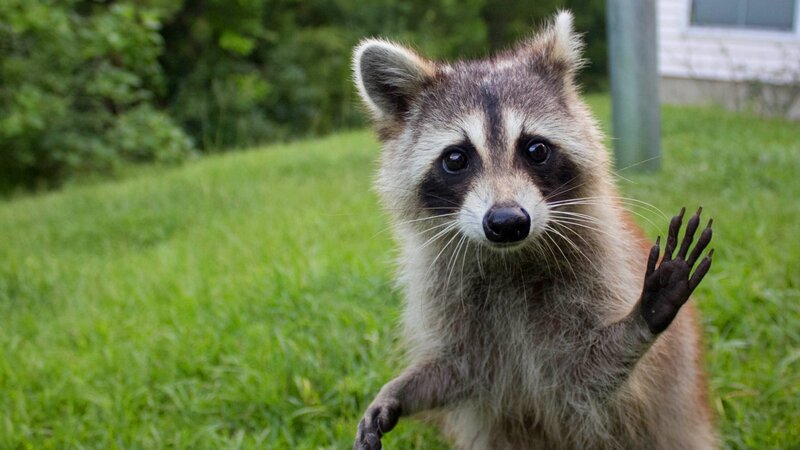 Raccoon Waving