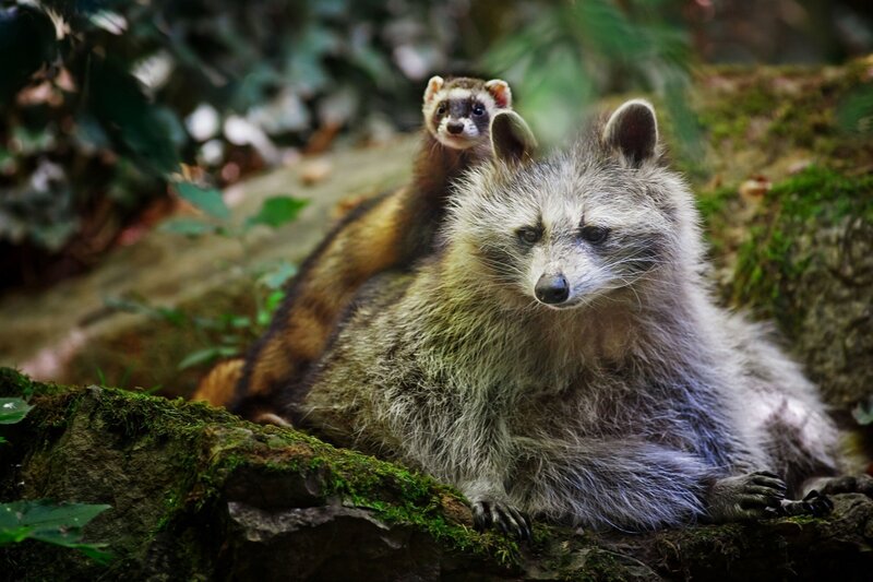 Raccoon with baby on back