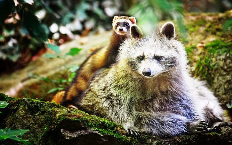 Raccoon with Baby on Back — Green