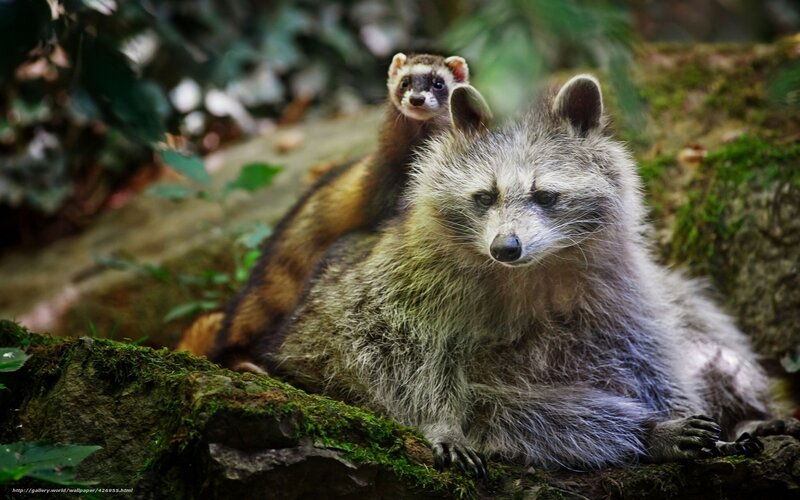 Raccoon with baby on back