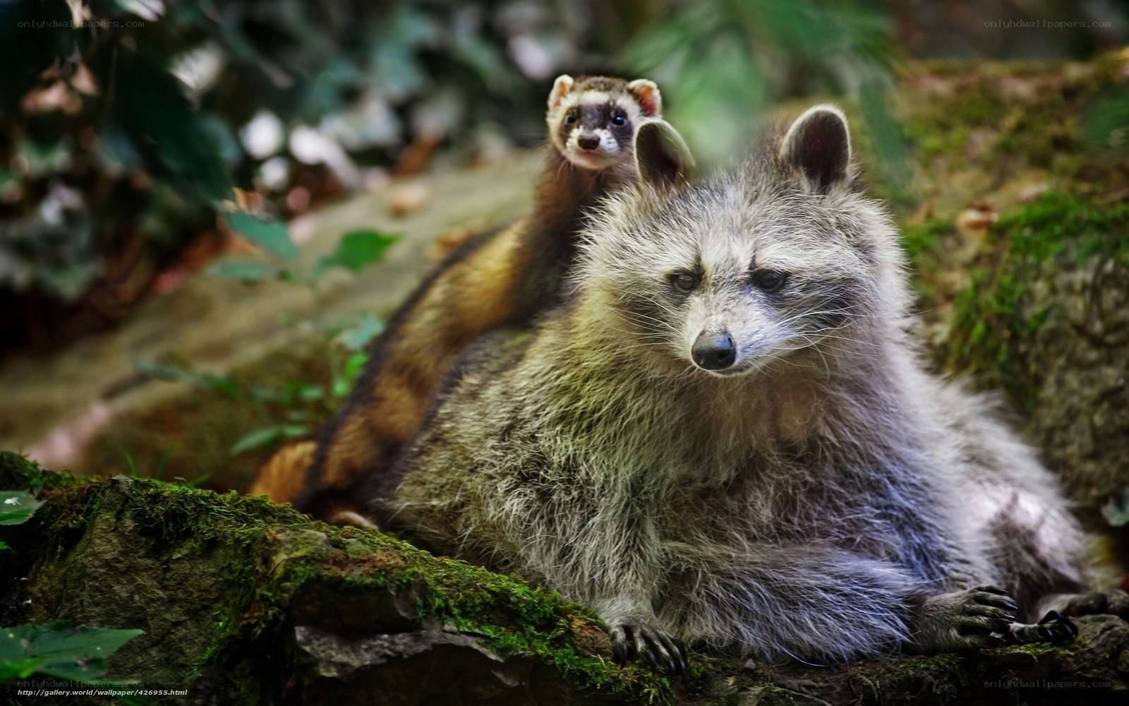 Raccoon with baby on back