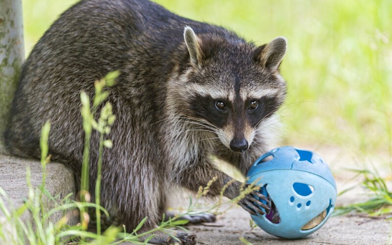 Raccoon with Blue Ball