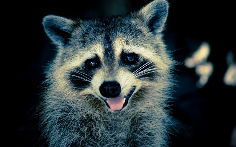 Raccoon with Open Mouth
