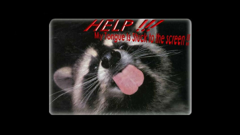 Raccoon with Tongue Out — Black