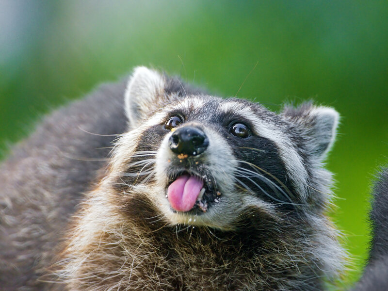 Raccoon with Tongue Out — Brown