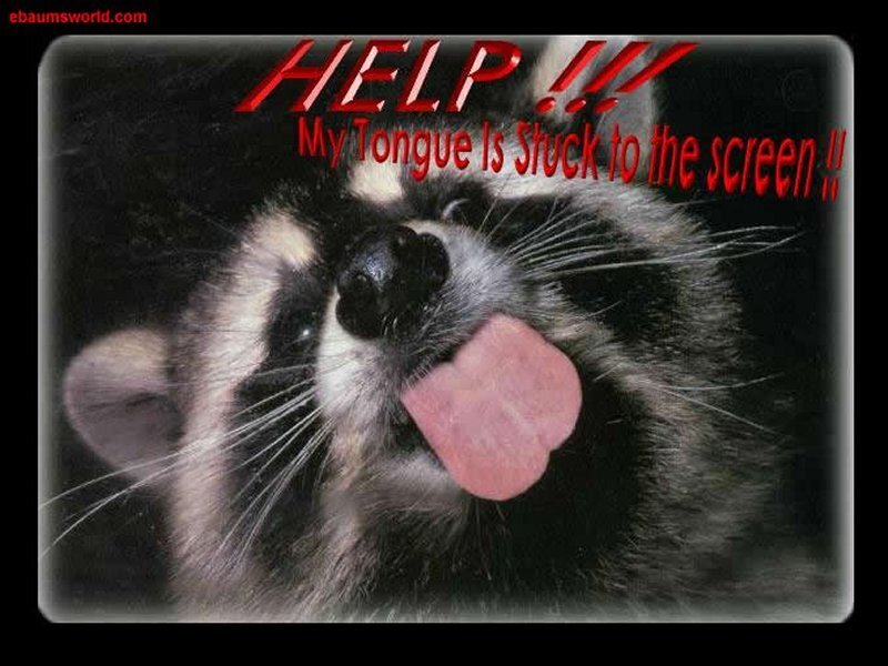 raccoon with tongue out