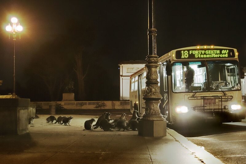 Raccoons at a bus stop at night
