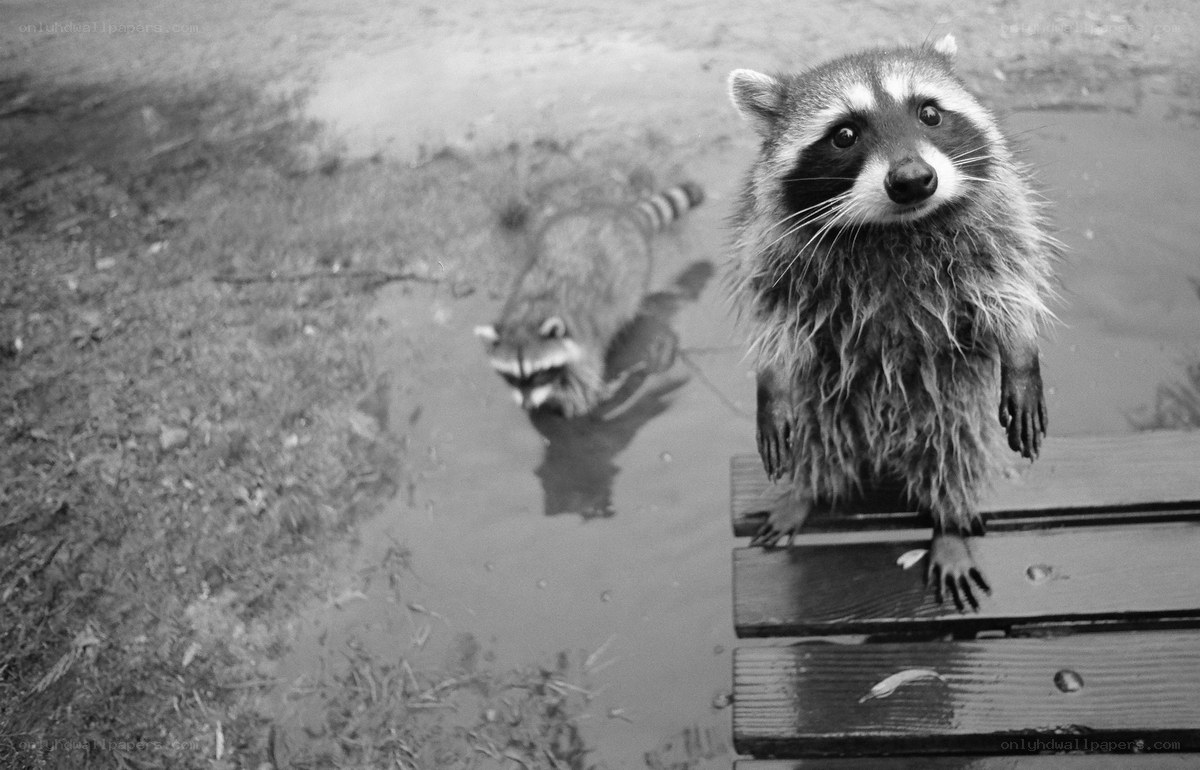 Raccoons in a puddle