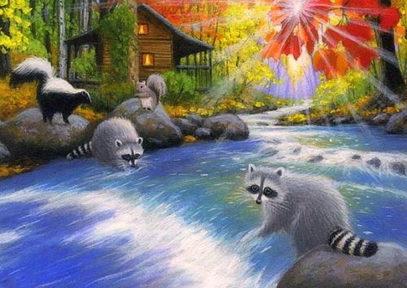 Raccoons in a Stream