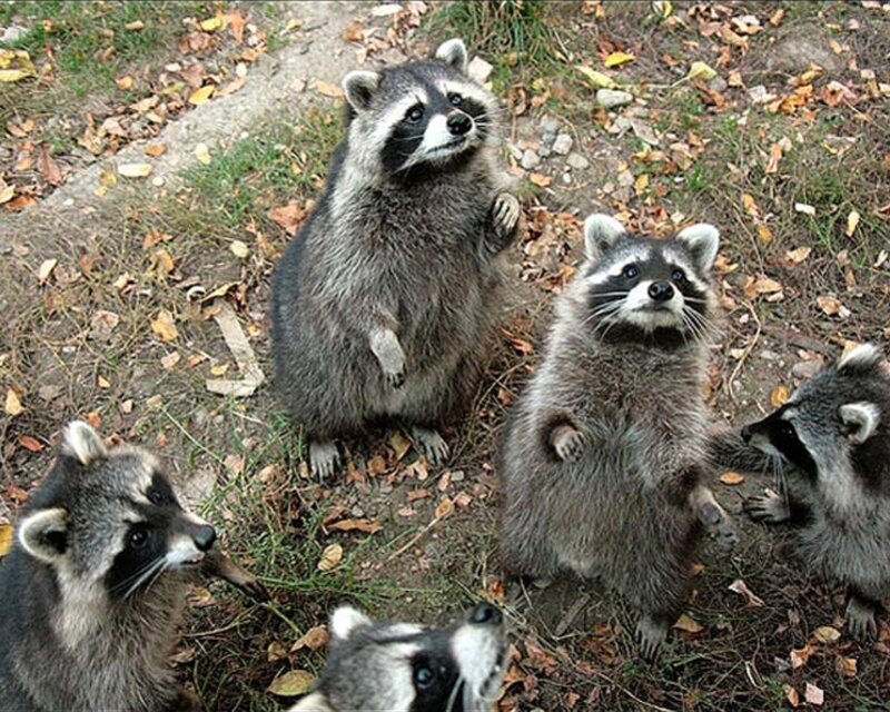 Raccoons in Forest — Gray