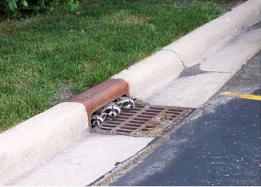 raccoons in storm drain