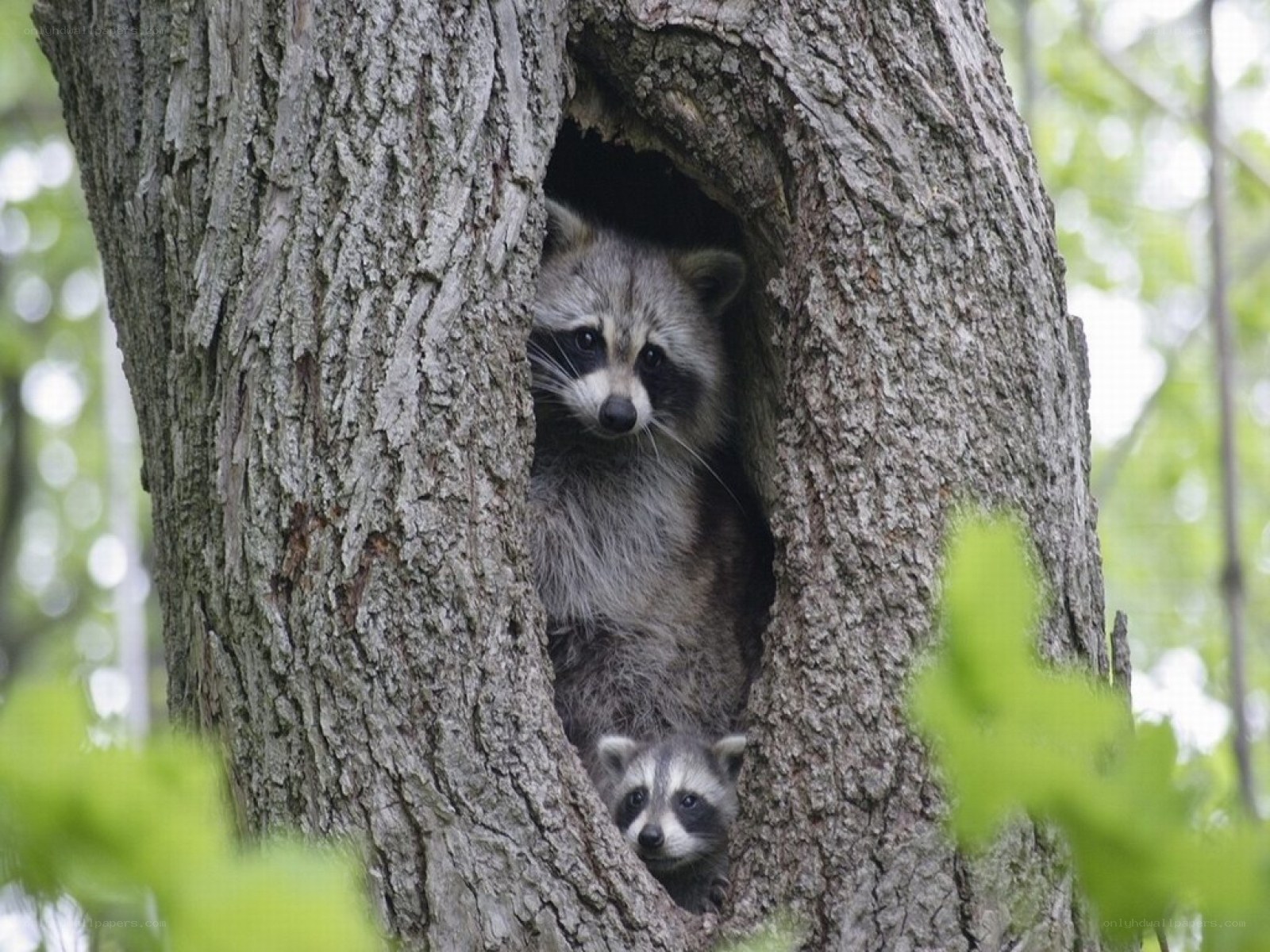 Raccoons in tree hollow