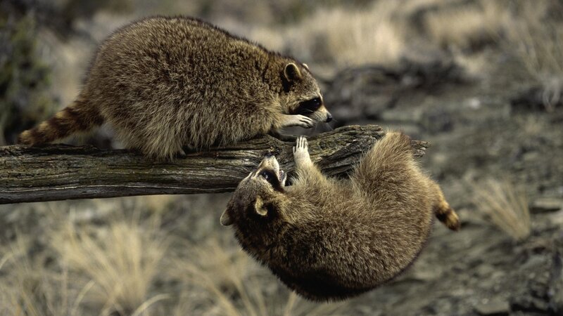 Raccoons on a log