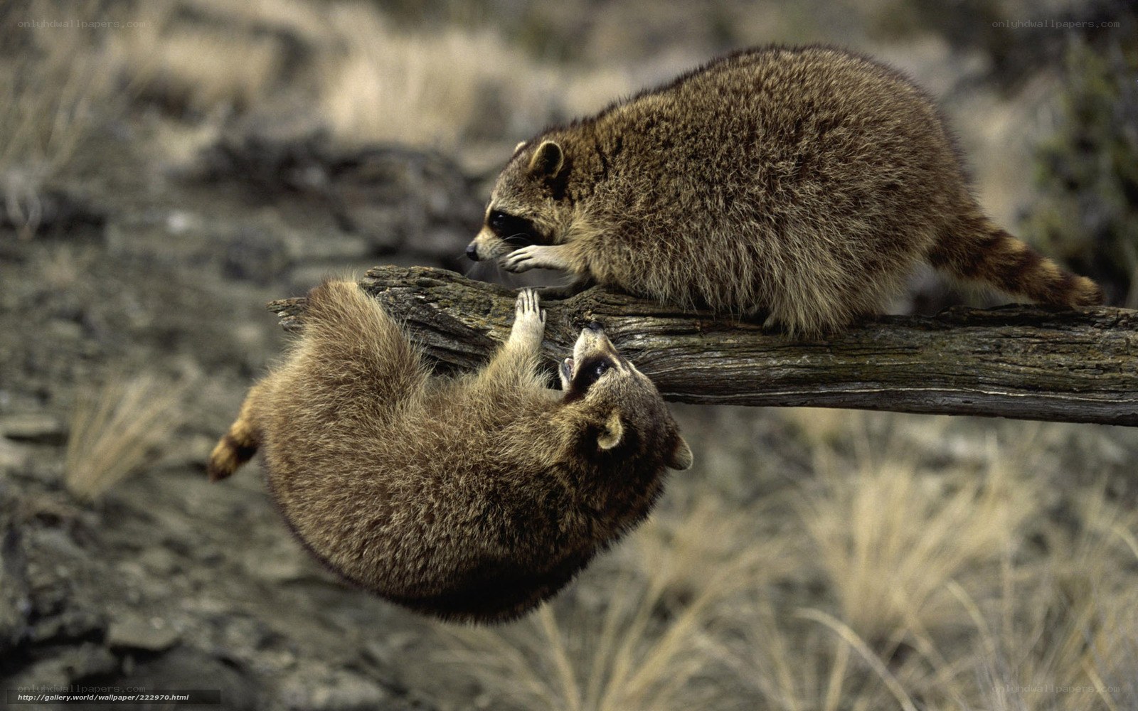 Raccoons on a log