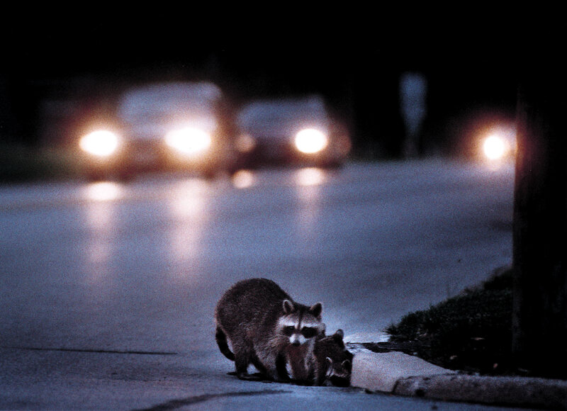 Raccoons on a street at night