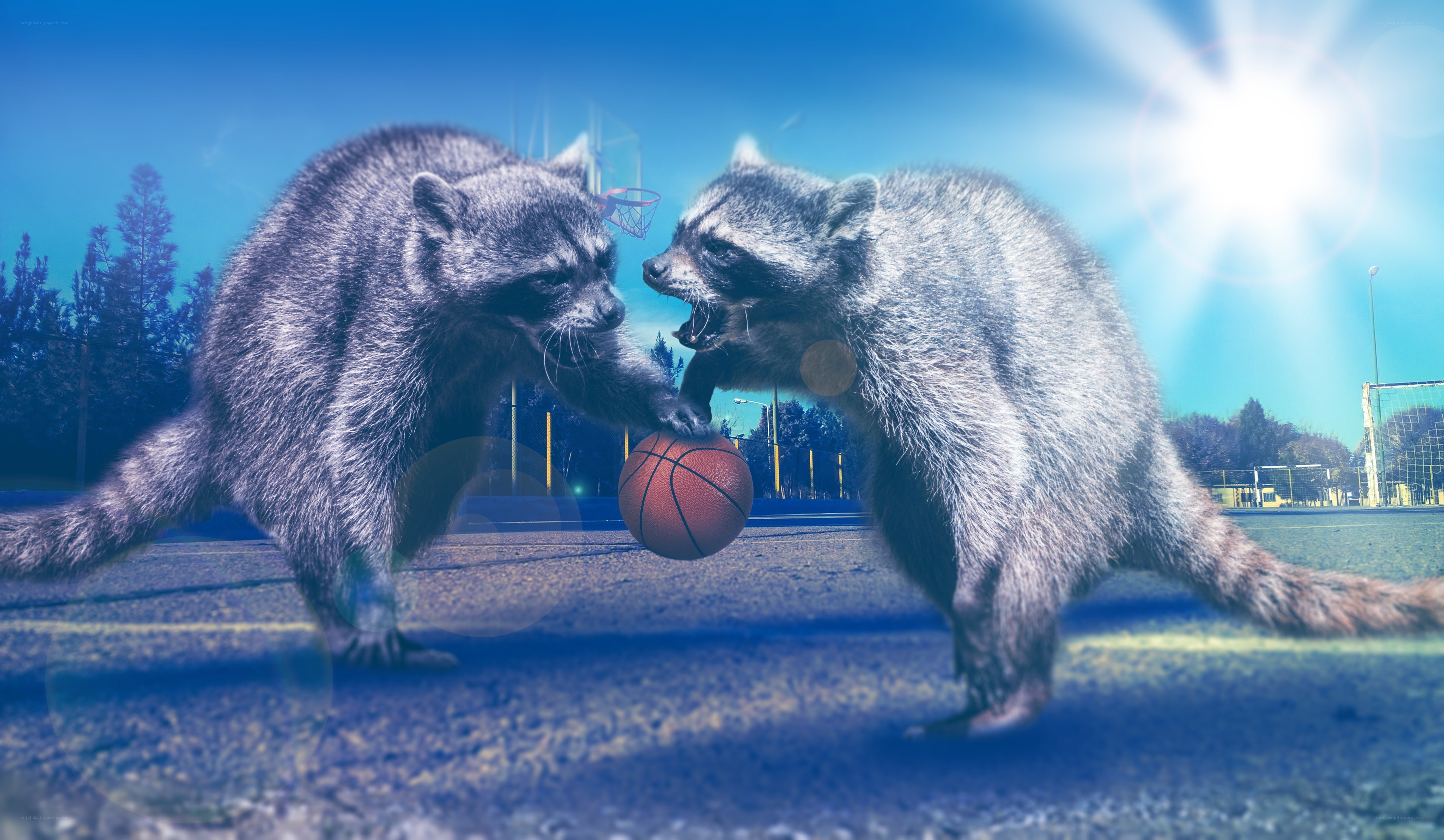 raccoons playing basketball