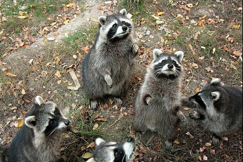 raccoons standing on hind legs