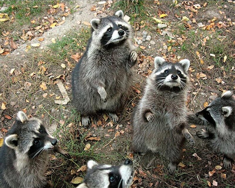 Raccoons standing on hind legs