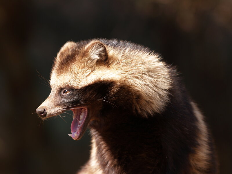 Racoon dog yawning in sunlight