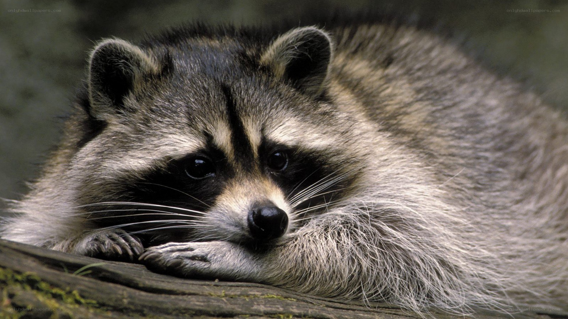 racoon resting on log
