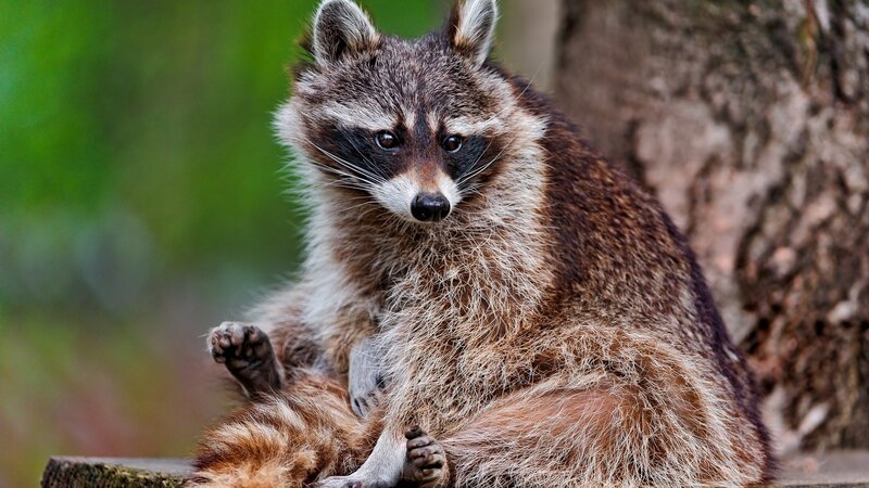 racoon sitting on a log