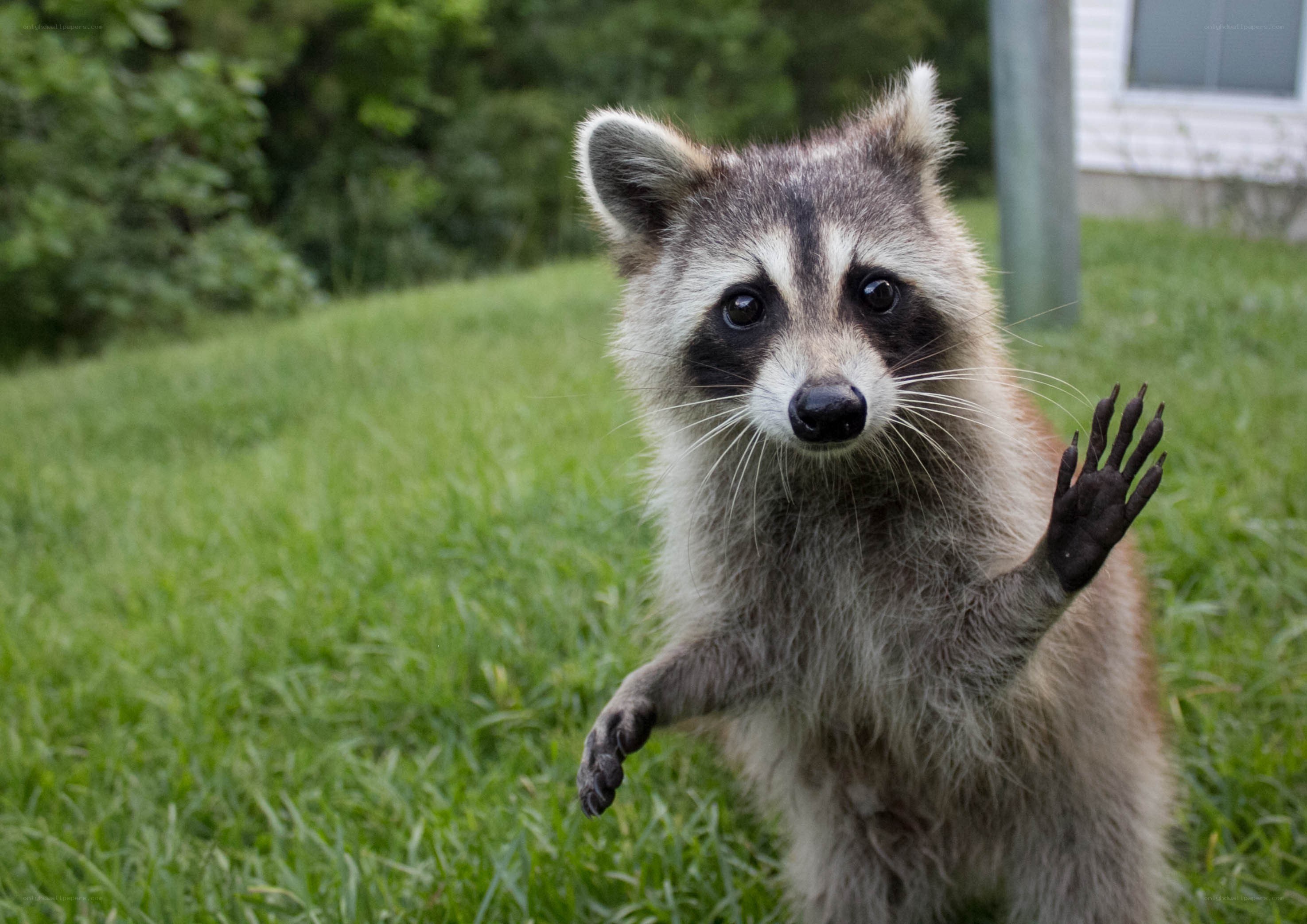 racoon waving on grass