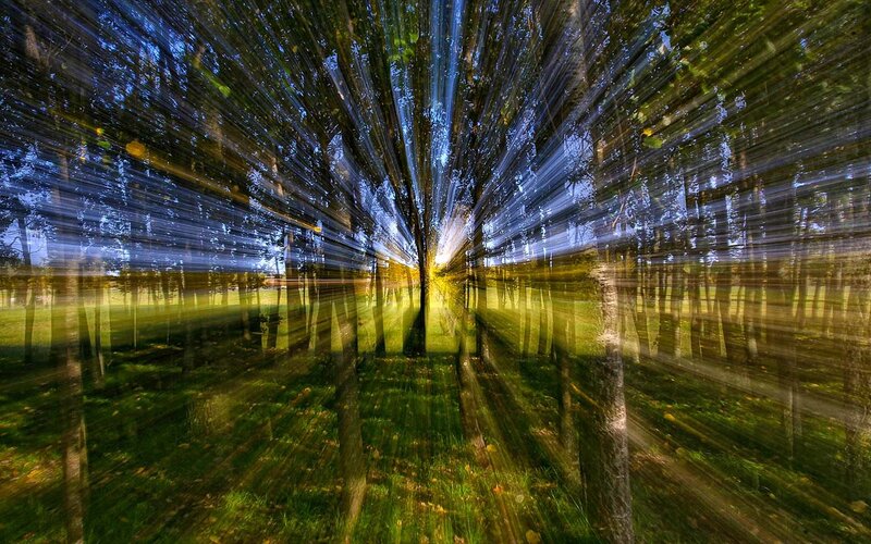 Radiant forest light rays