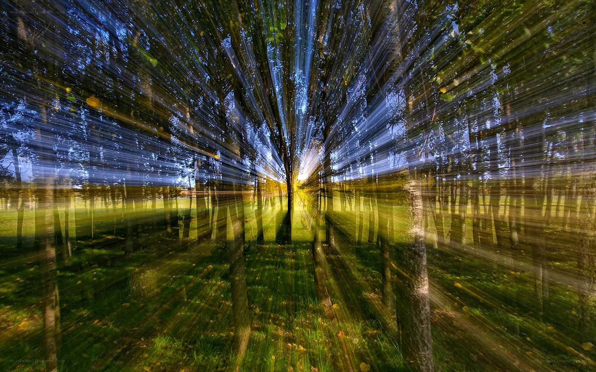 Radiant forest light rays