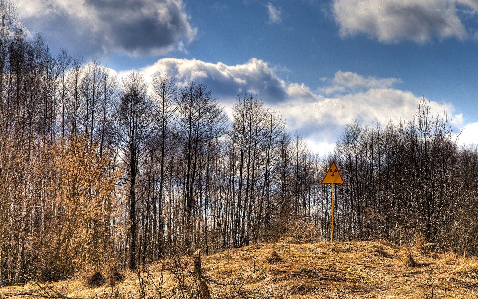 Radioactive warning sign in forest