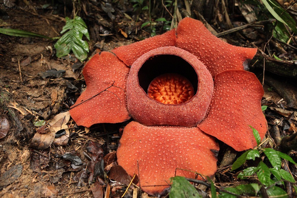 Rafflesia flower in forest