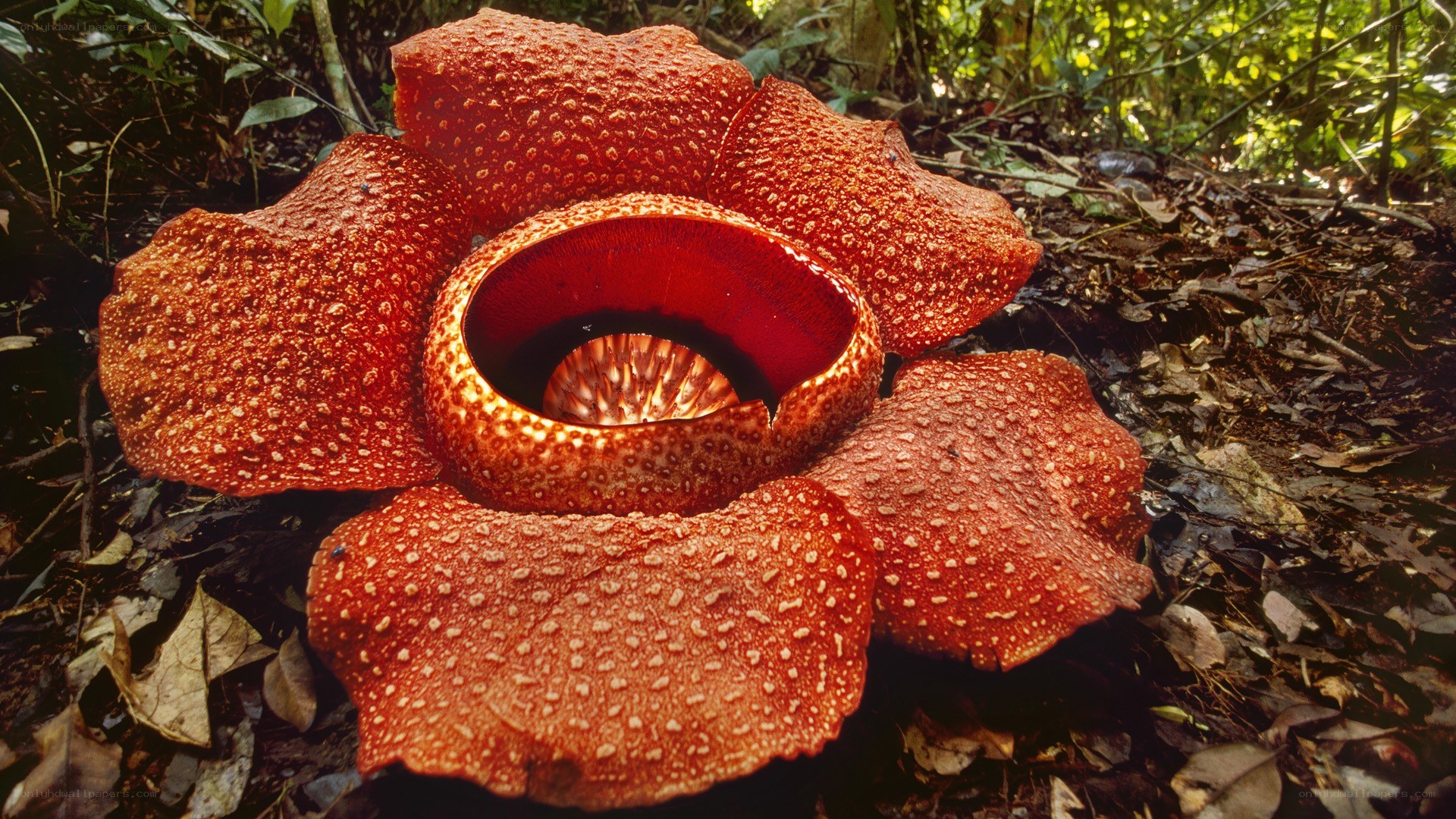 Rafflesia flower in forest