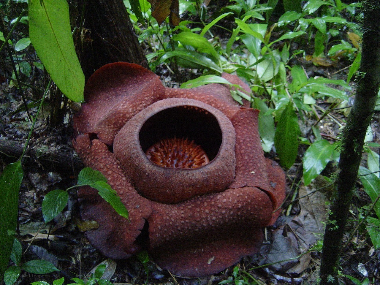 Rafflesia flower in rainforest