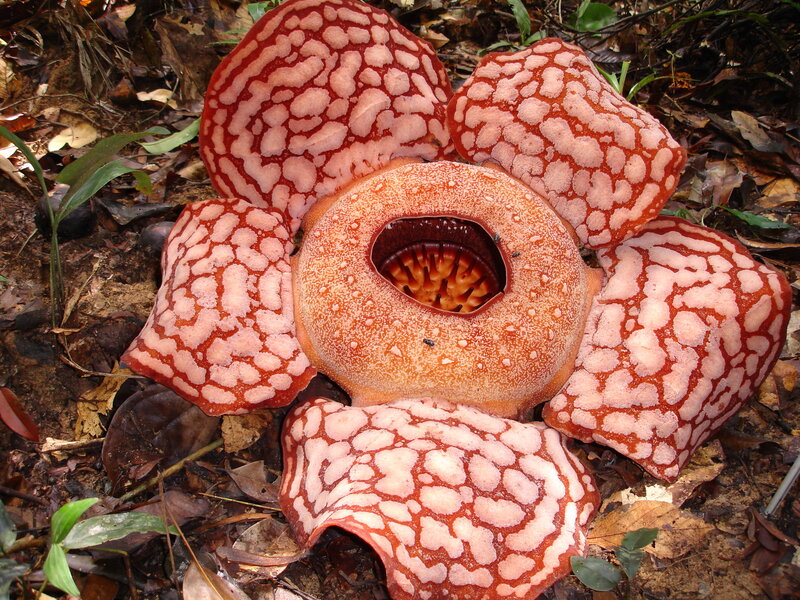 Rafflesia Flower on Forest Floor