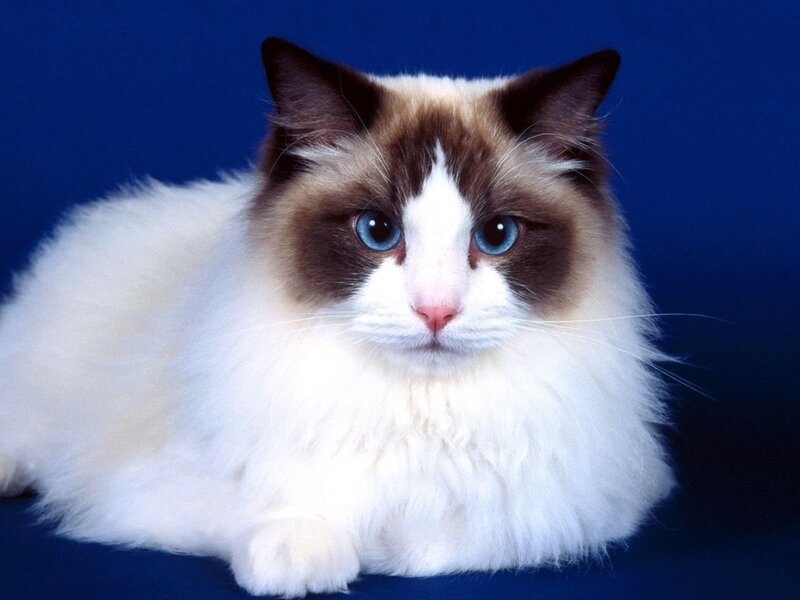 Ragdoll Cat — Blue