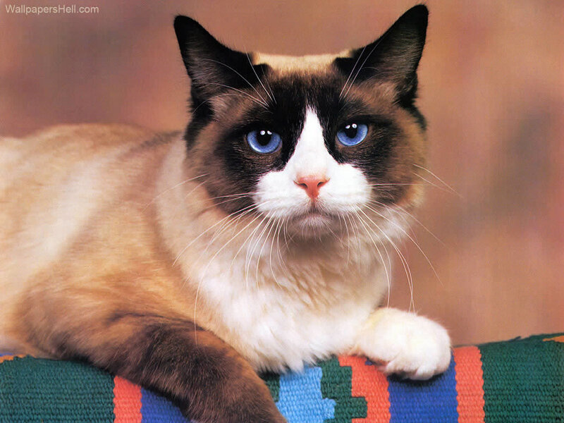 Ragdoll Cat — Brown