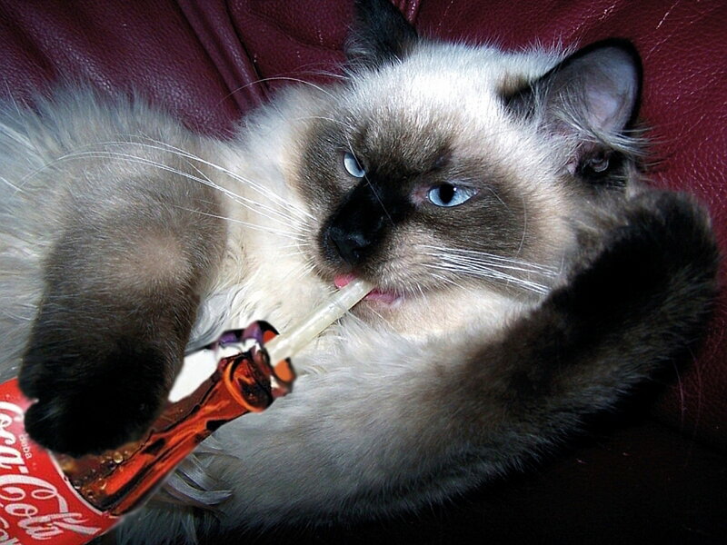 Ragdoll Cat Drinking Soda