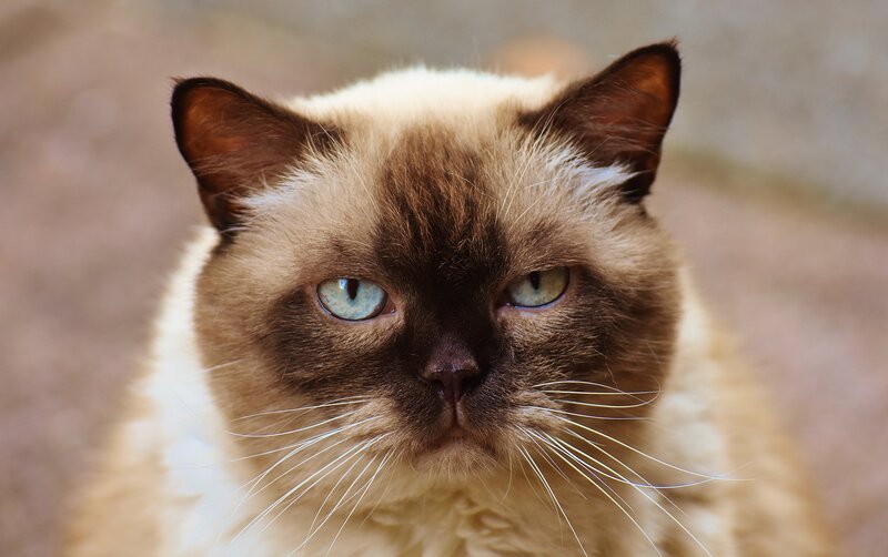 Ragdoll Cat Face — Brown, Calm
