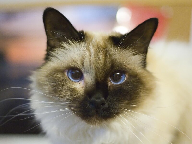 Ragdoll Cat Face — Brown