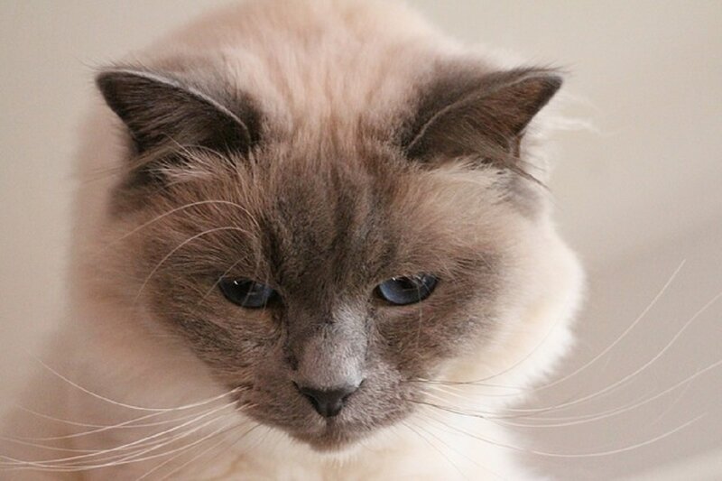 Ragdoll Cat Face — Gray