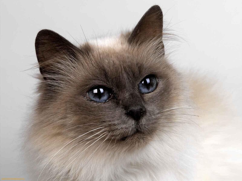 Ragdoll Cat — Gray
