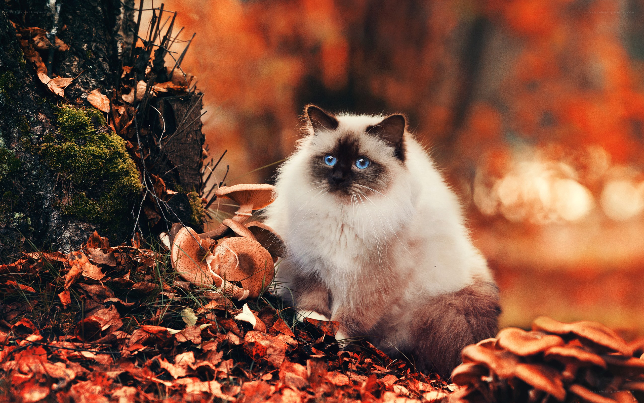 Ragdoll cat in autumn forest