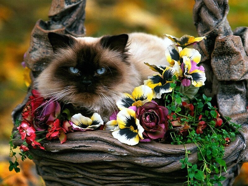 Ragdoll Cat in Basket — Brown, Calm, Autumn, Photograph, Flowers, Greenery, Yellow, Purple