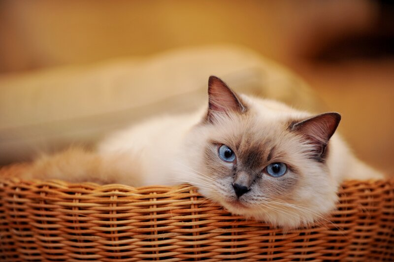 Ragdoll Cat in Basket — Brown, Calm