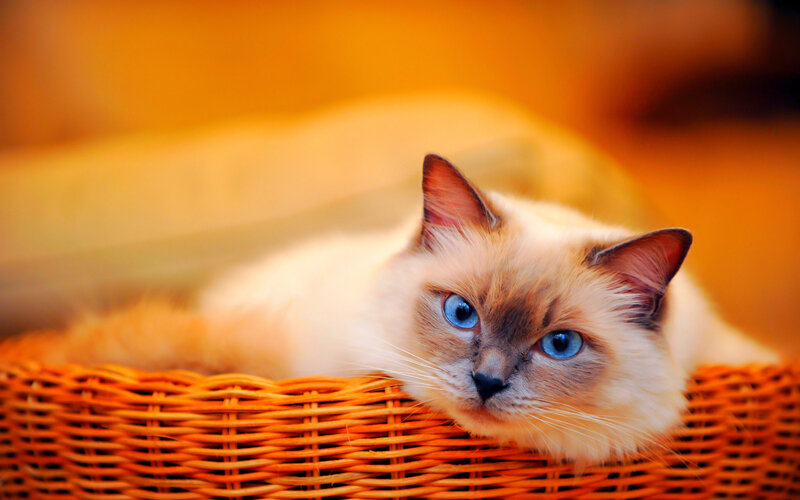 Ragdoll Cat in Basket — Orange
