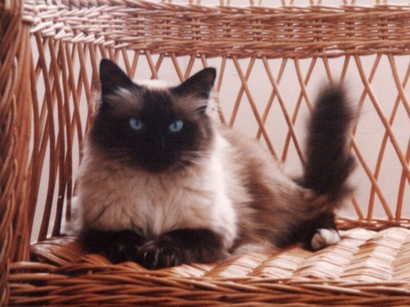 Ragdoll Cat in Basket