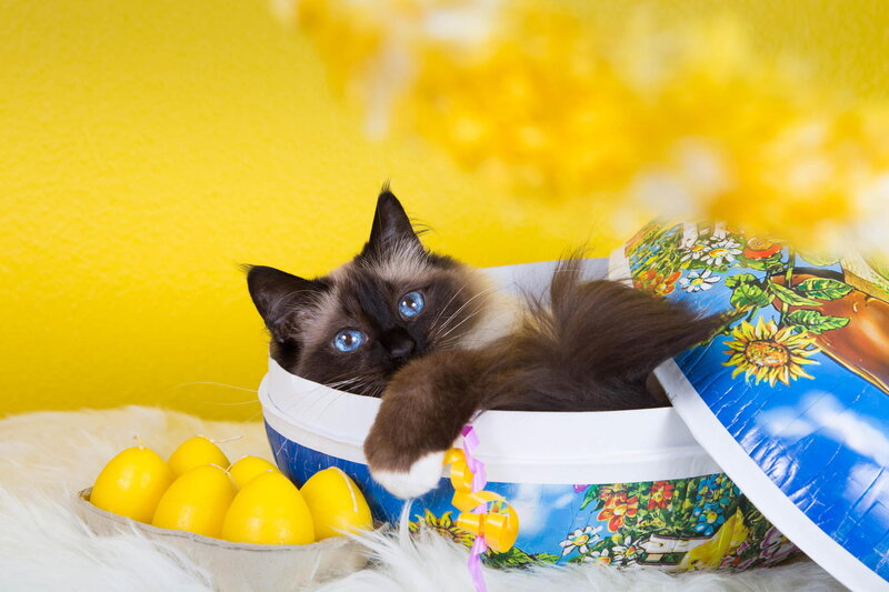 Ragdoll Cat in Basket — Yellow