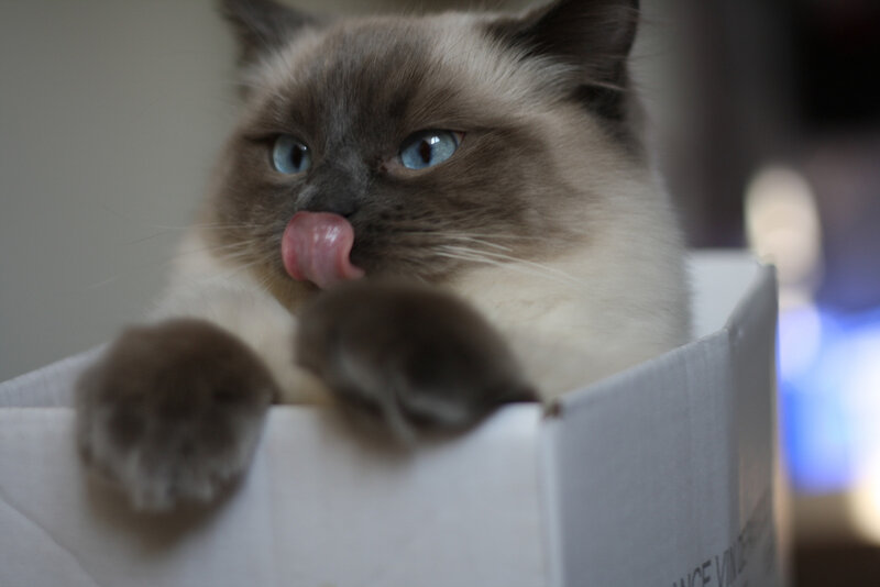 Ragdoll Cat in Box