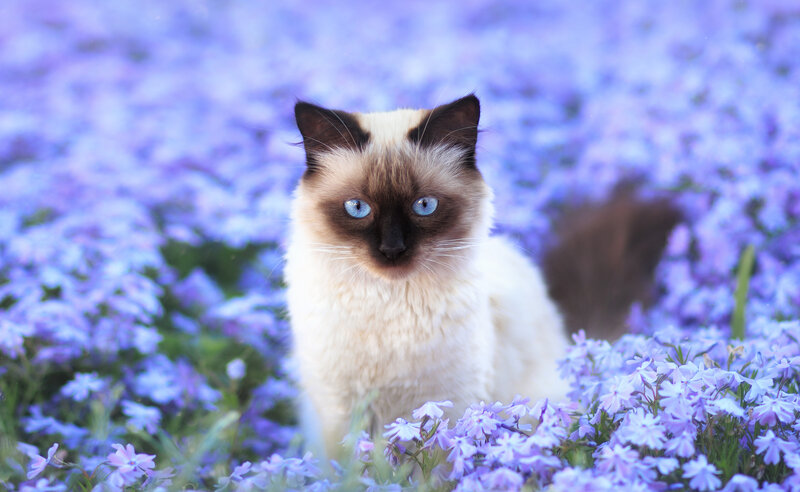 Ragdoll Cat in Flowers — Purple
