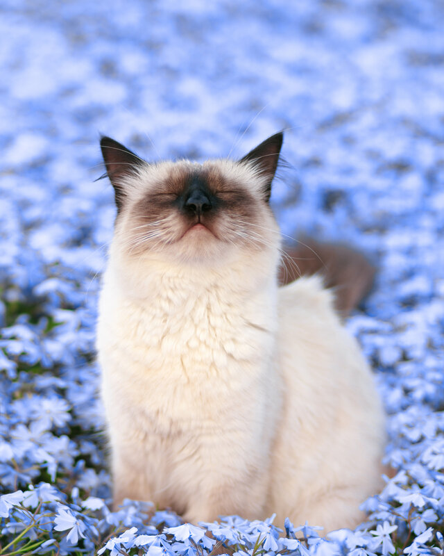 Ragdoll Cat in Flowers