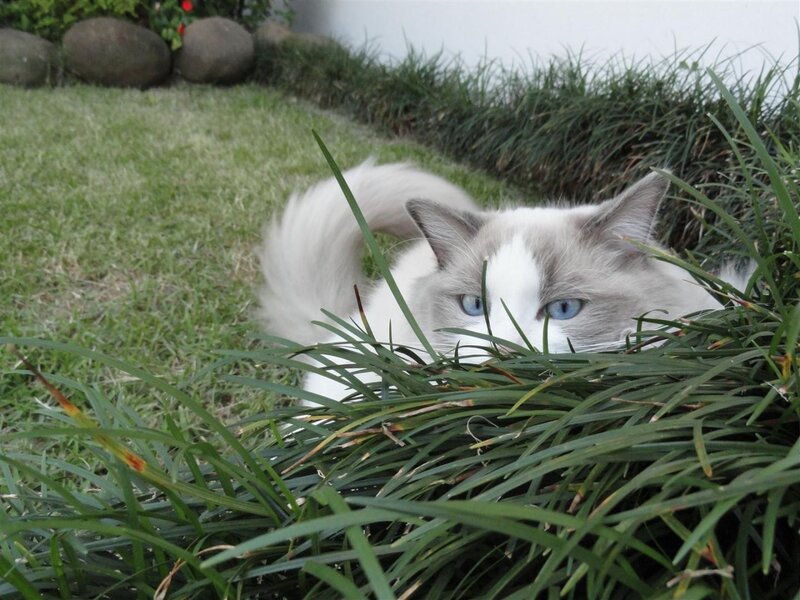 Ragdoll Cat in Grass — Green